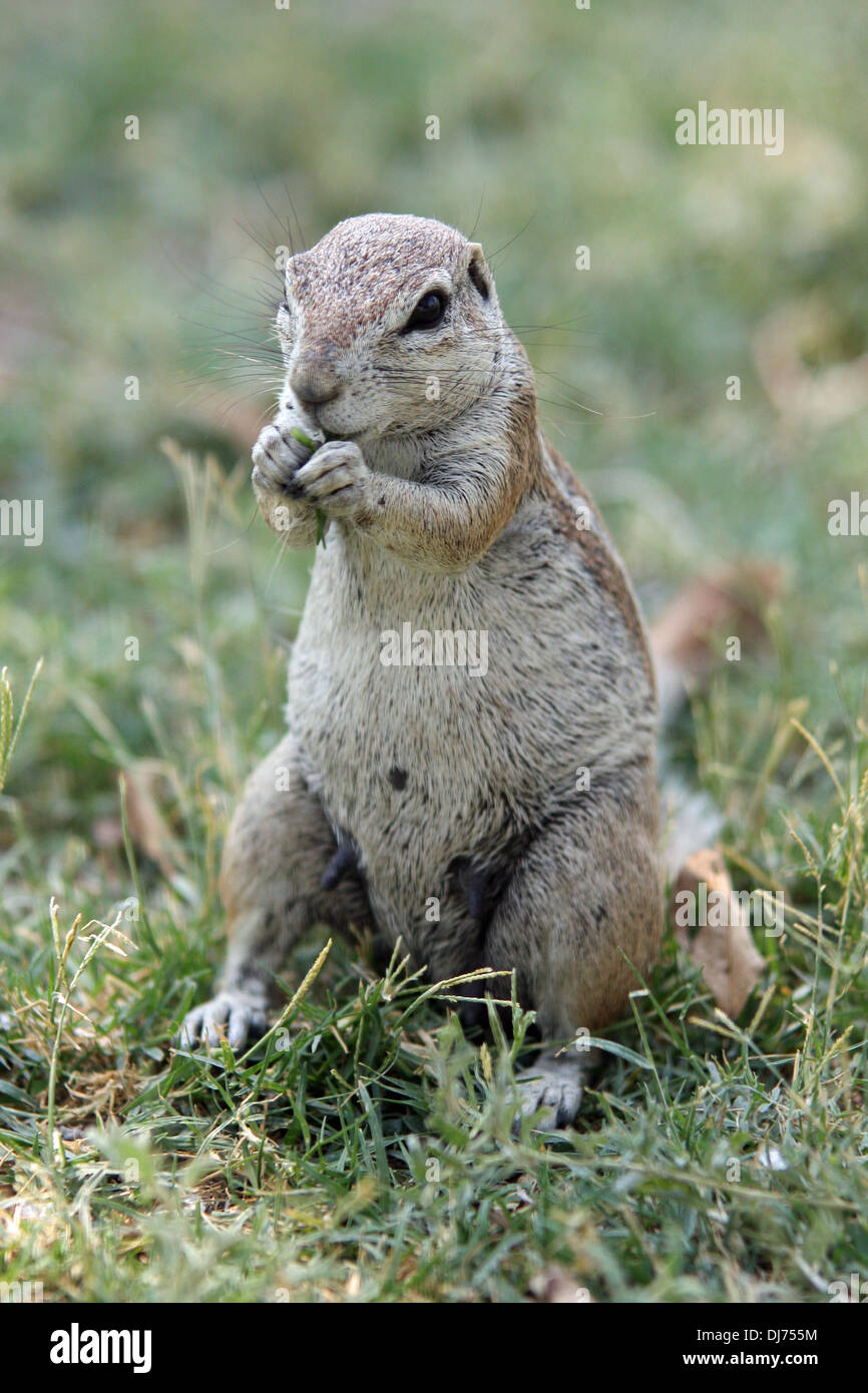 Cape ground squirrel or African ground squirrel as it is known. (Xerus inauris) Stock Photo