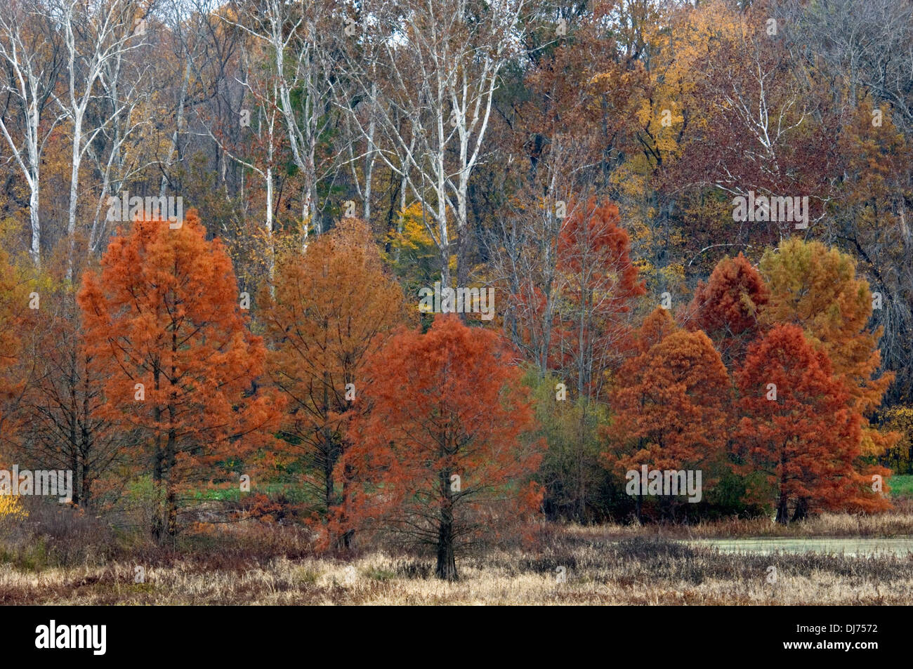 Autumn Color at Muscatatuck National Wildlife Refuge in Jennings County, Indiana Stock Photo