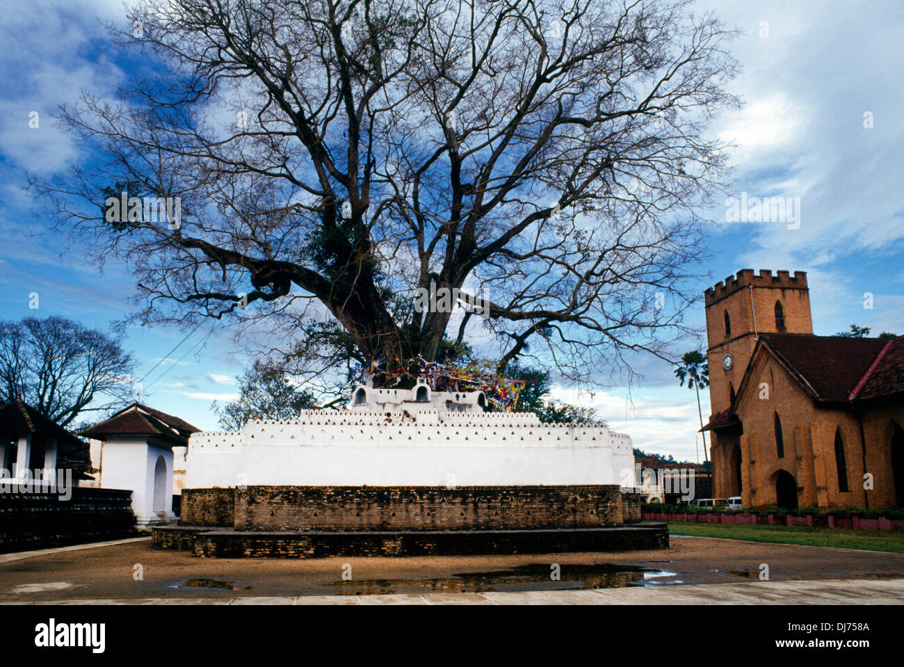 Kandy Sri Lanka Banyan Tree Temple Of The Tooth Buddhist Stock Photo