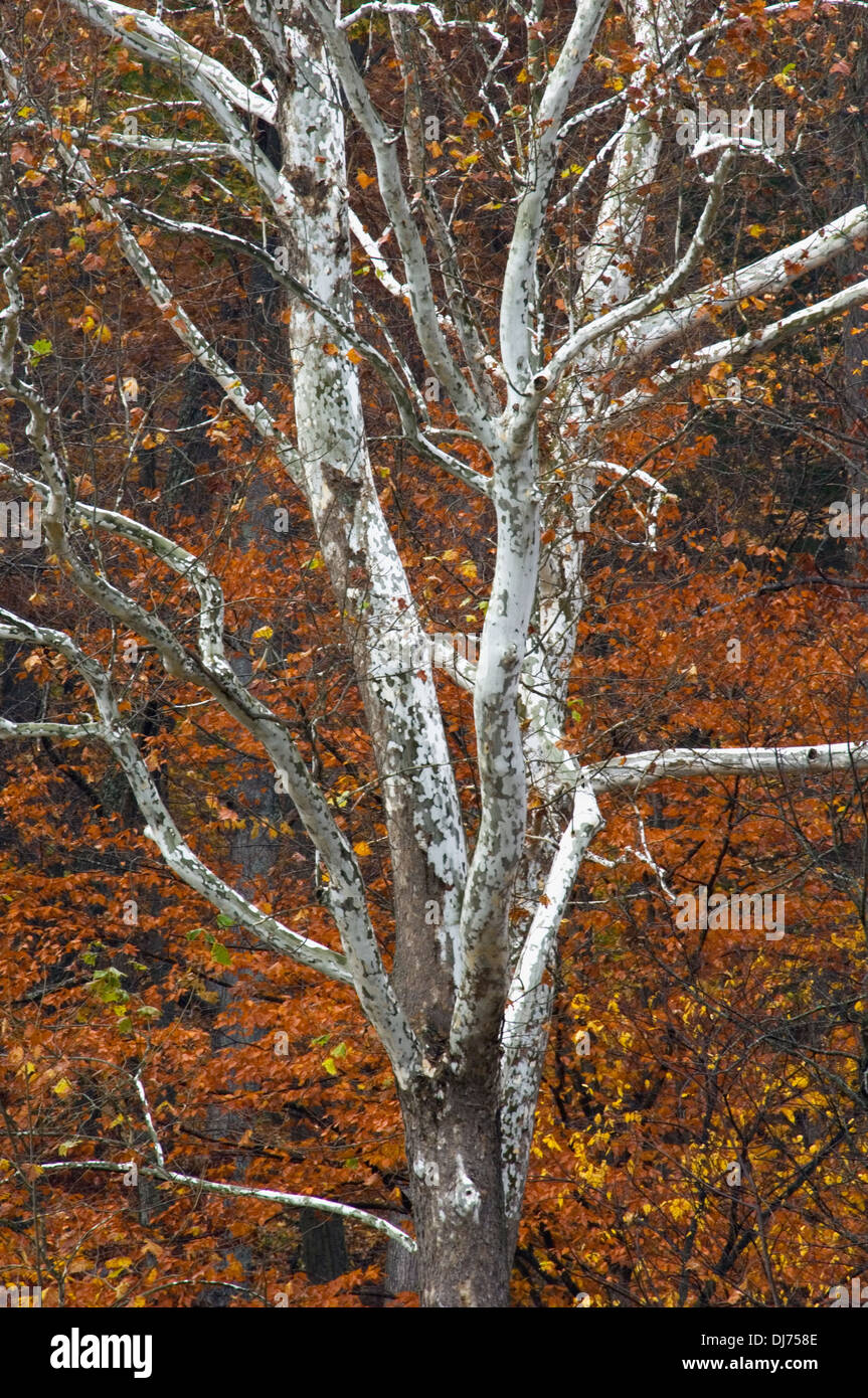 American Sycamore Tree Trunk and Branches with Autumn Color Behind in Clark State Forest in Clark County, Indiana Stock Photo