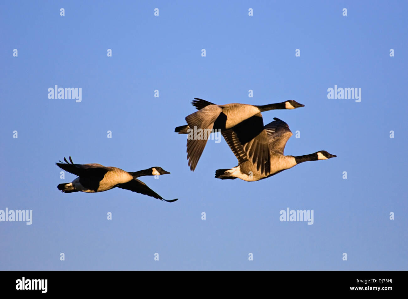 Trio of Canada Geese Flying in Late Afternoon Light Stock Photo