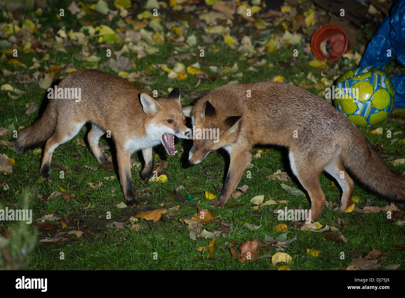 Night time urban foxes play fighting in a back garden, Stoke Newington London Stock Photo