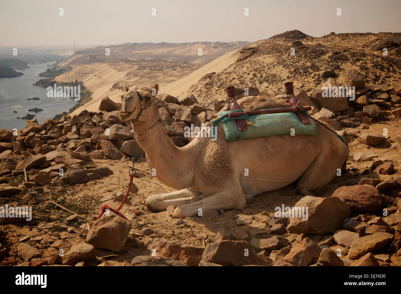 A camel, couched, atop a ridge on the east bank of the Nile next to Qubbet al Hawa, at Aswan, Egypt. Stock Photo