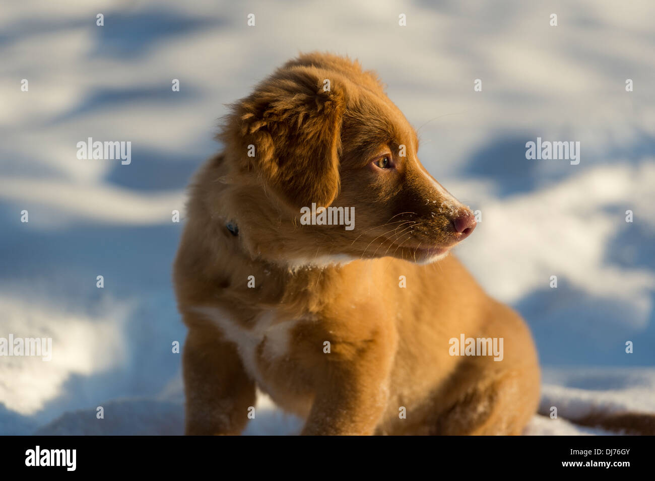 Nova Scotia Duck Tolling Retriever puppy looking sideways, in snowy landscape Stock Photo