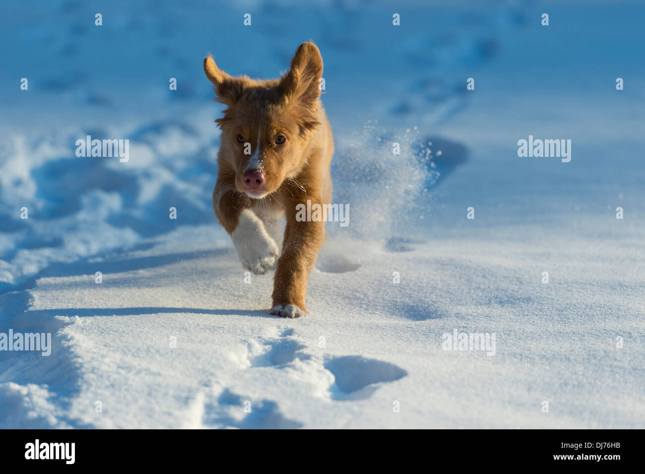 Nova Scotia Duck Tolling Retriever puppy running towards camera in snow Stock Photo