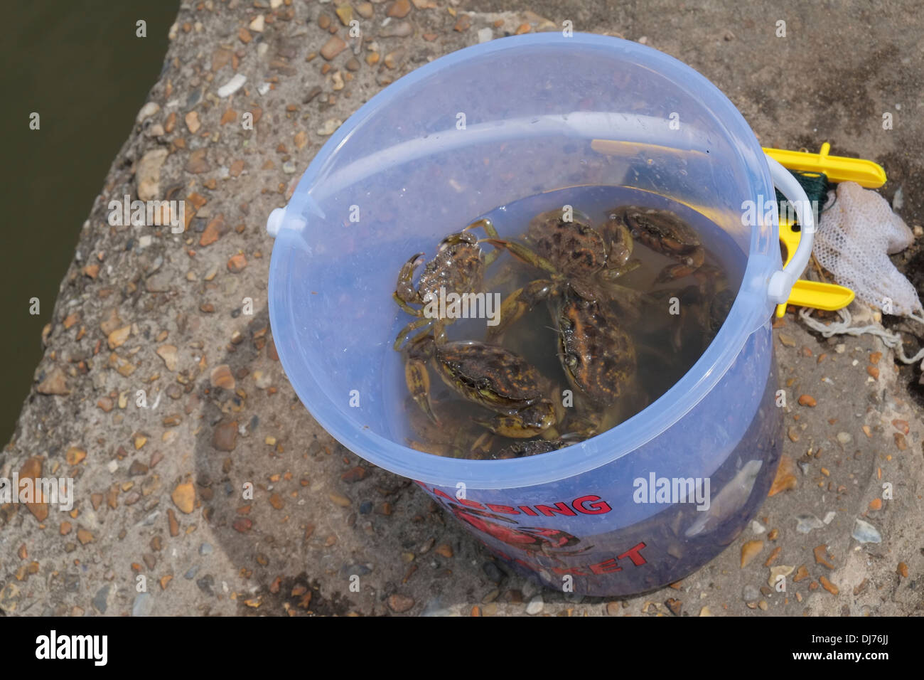 Crabs caught at the harbour in Wells-next-the-Sea, Norfolk, England. Stock Photo