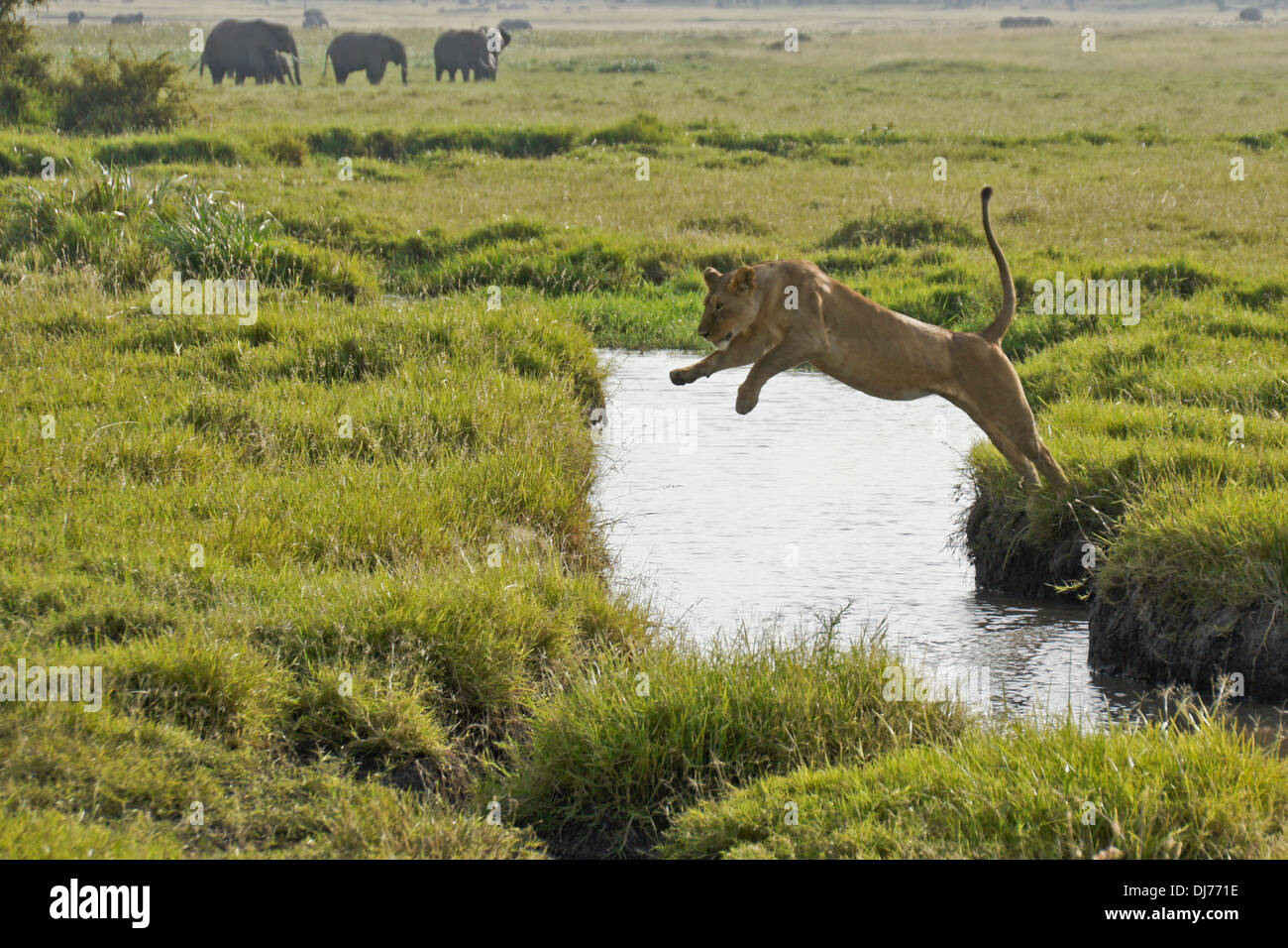 Lioness jumping over water, Masai Mara, Kenya Stock Photo