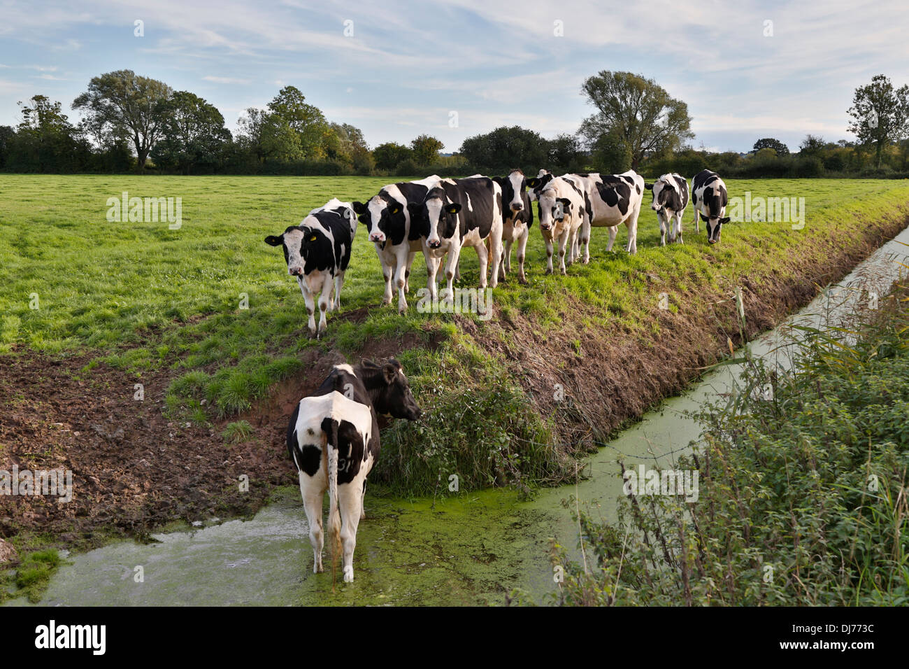Cattle; Cheddar; Somerset; UK Stock Photo