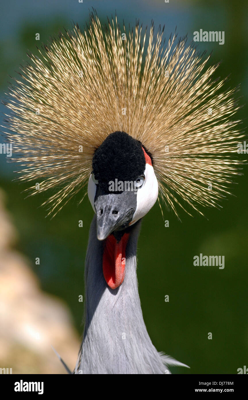 Grey crowned Crane or Balearica regulorum Stock Photo