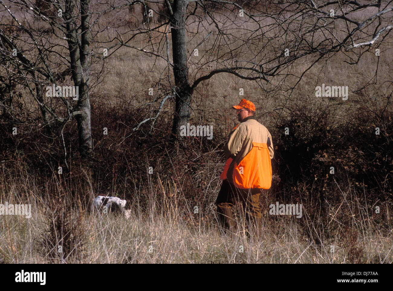 Upland Bird Hunter and Bird Dog Hunting a Ditch / Treeline in Indiana