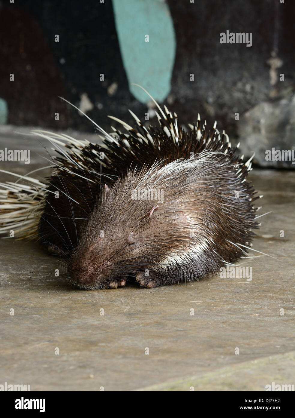 beautiful male East Asian Porcupine (Hystrix brachyura) as pet sleeping Stock Photo