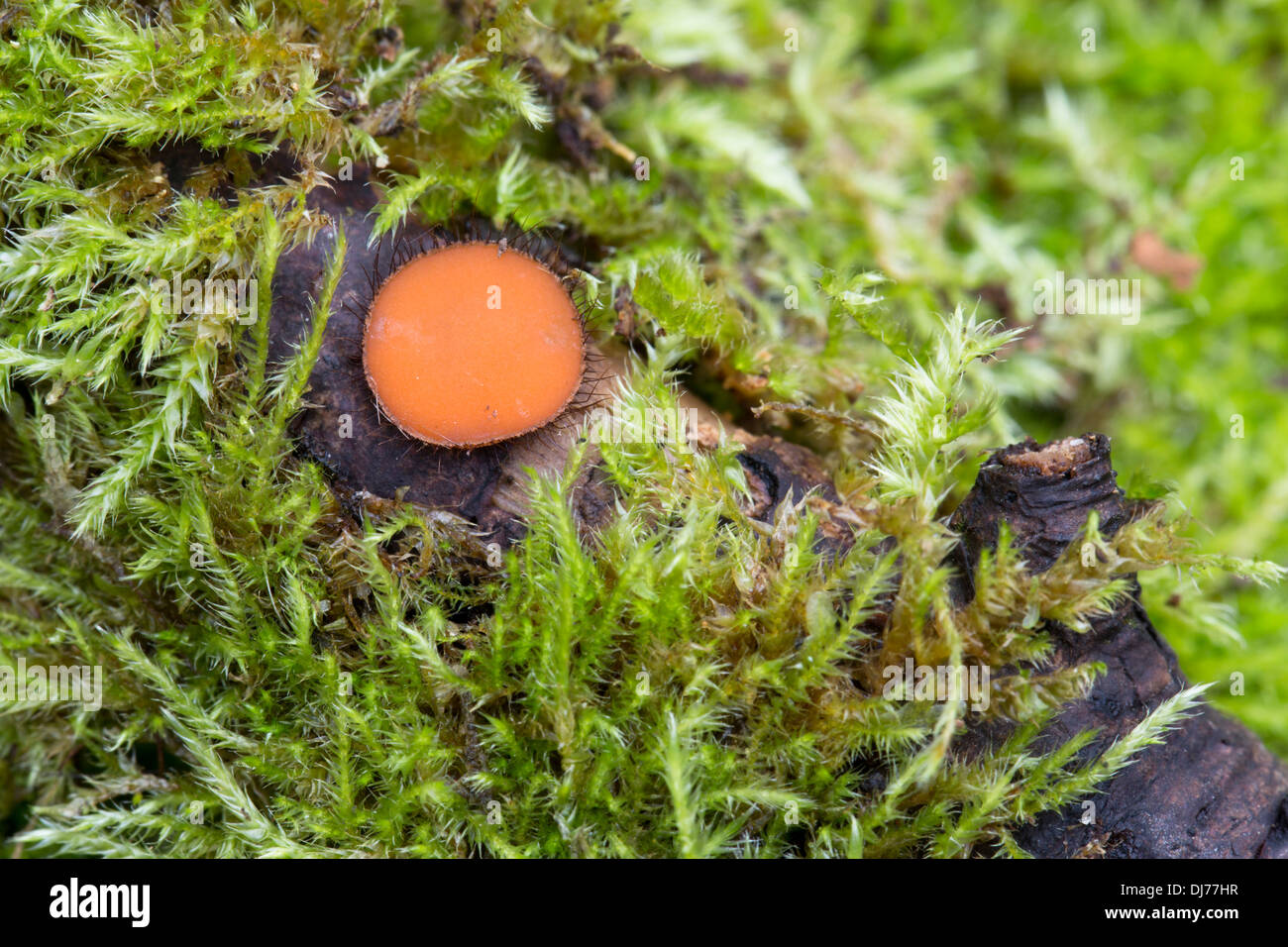 Eyelash Fungus; Scutellinia scutellata; Cornwall; UK Stock Photo