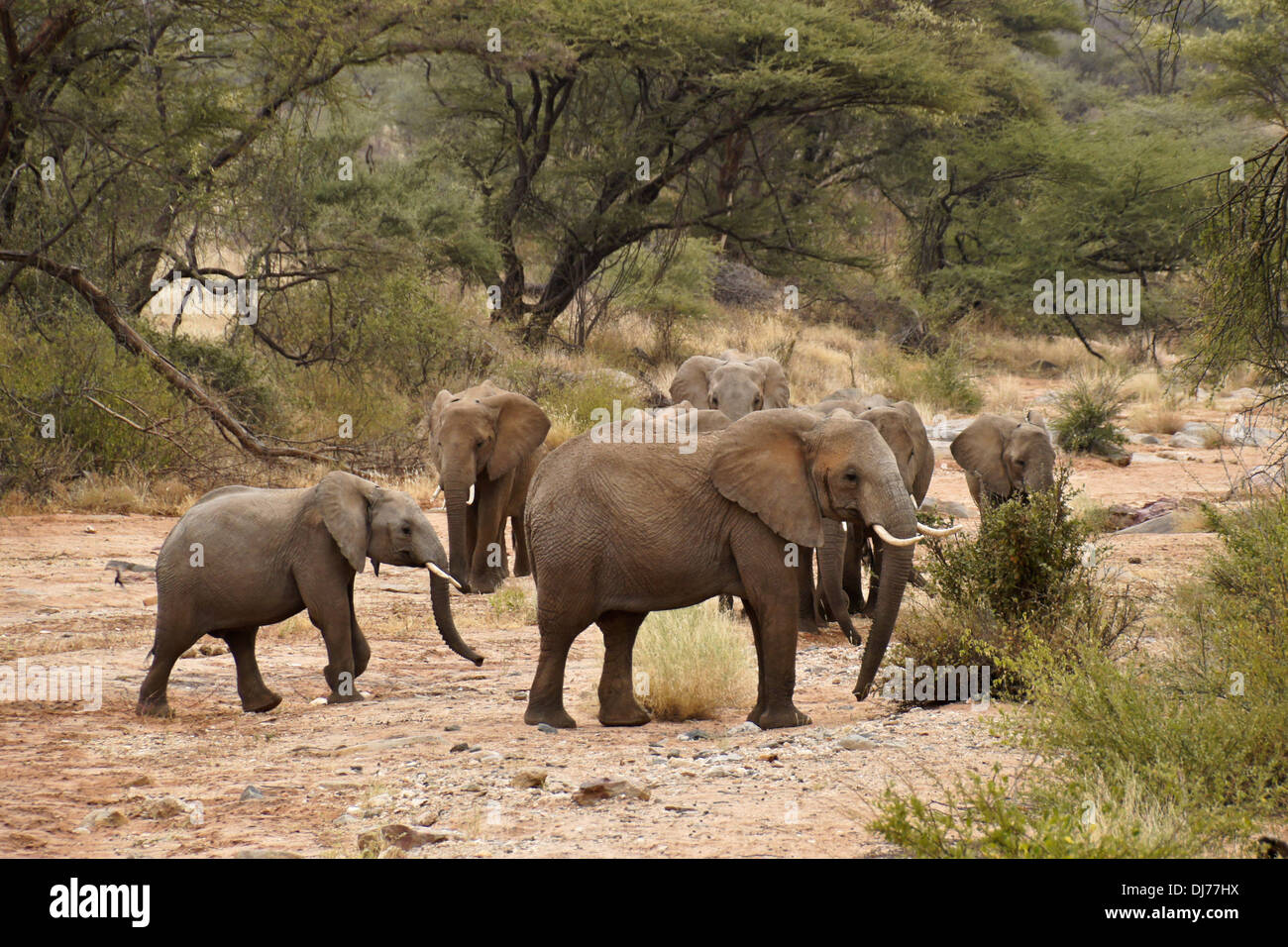 Herd of elephants in dry riverbed, Samburu, Kenya Stock Photo