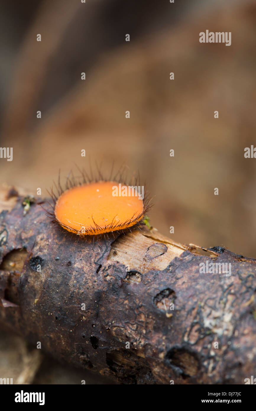 Eyelash Fungus; Scutellinia scutellata; Cornwall; UK Stock Photo