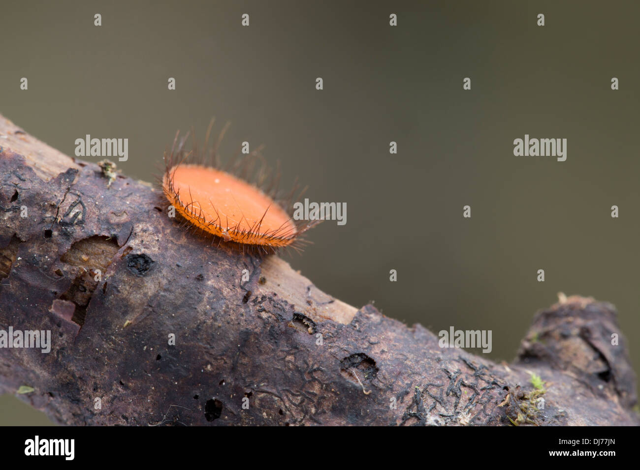 Eyelash Fungus; Scutellinia scutellata; Cornwall; UK Stock Photo