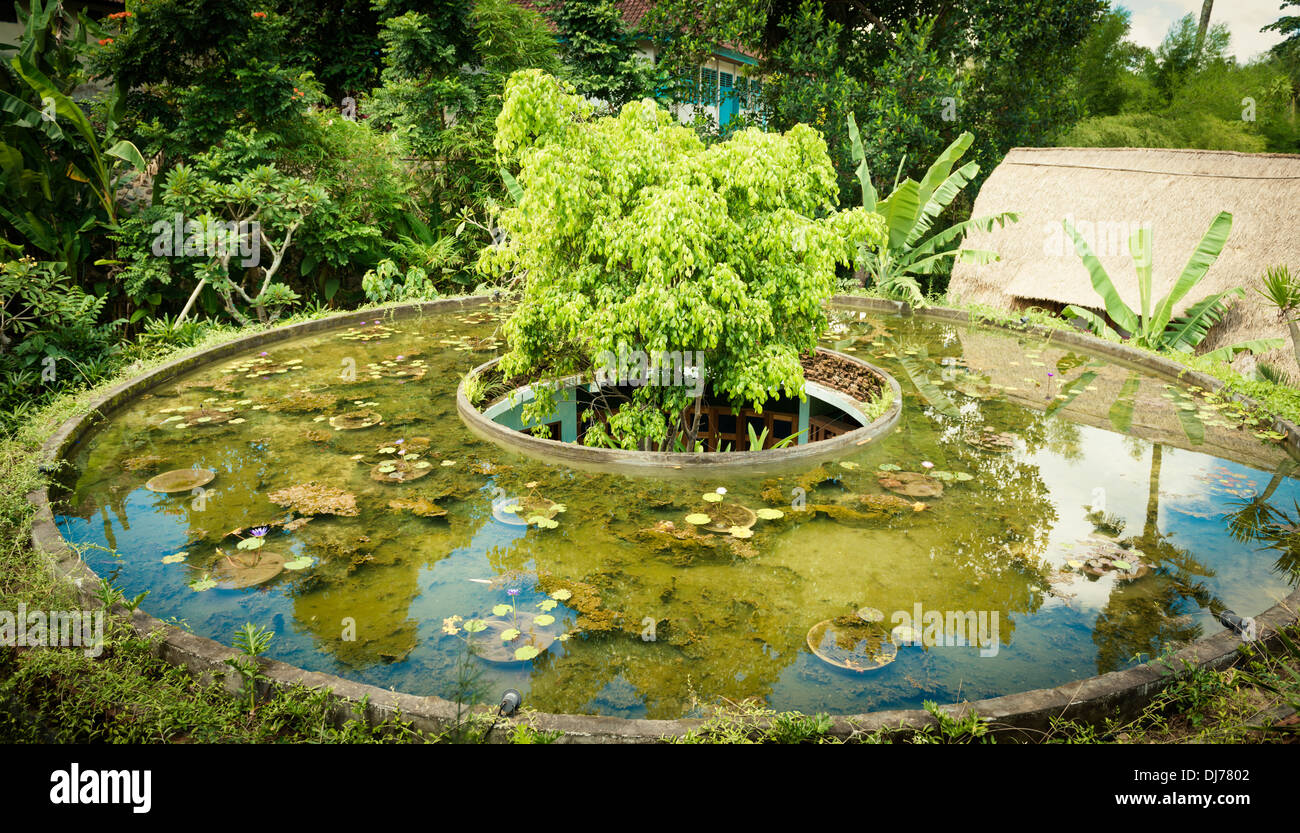 Bali Roses Over Pool Small pool with lotus flowers in Bali, Indonesia Stock Photo - Alamy