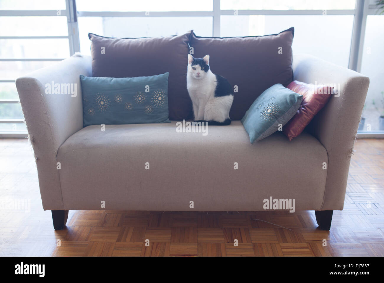 Cute cats relax in a Mexico City apartment in the Condesa District. Stock Photo