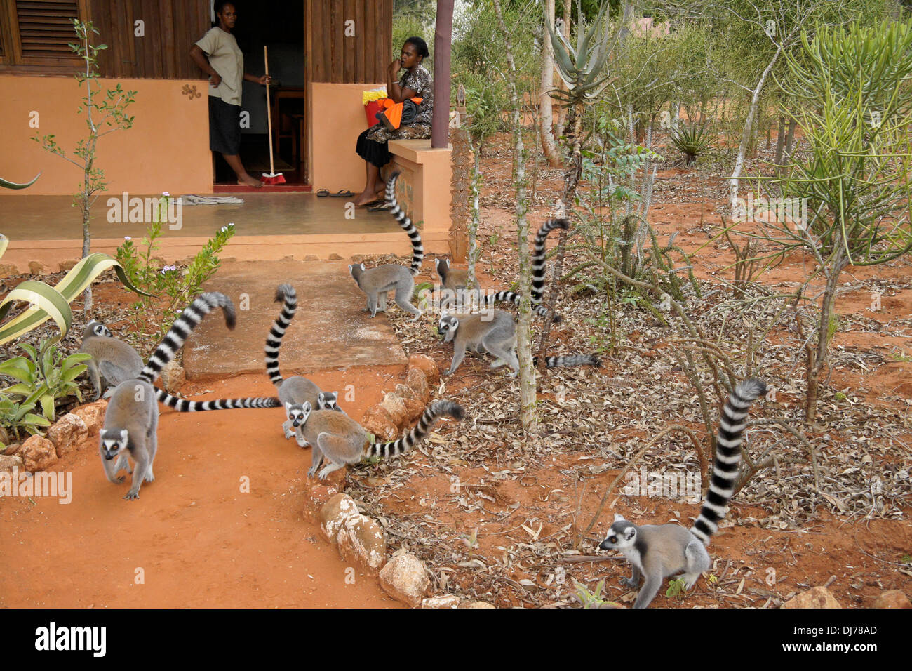Ring-tailed lemurs in front of tourist cabin with housekeepers, Berenty Reserve, Madagascar Stock Photo