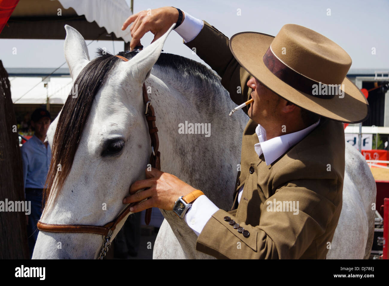 Andalusian horseman smartening his mare up before the exhibition at the Cordoba Horse Fair. Stock Photo