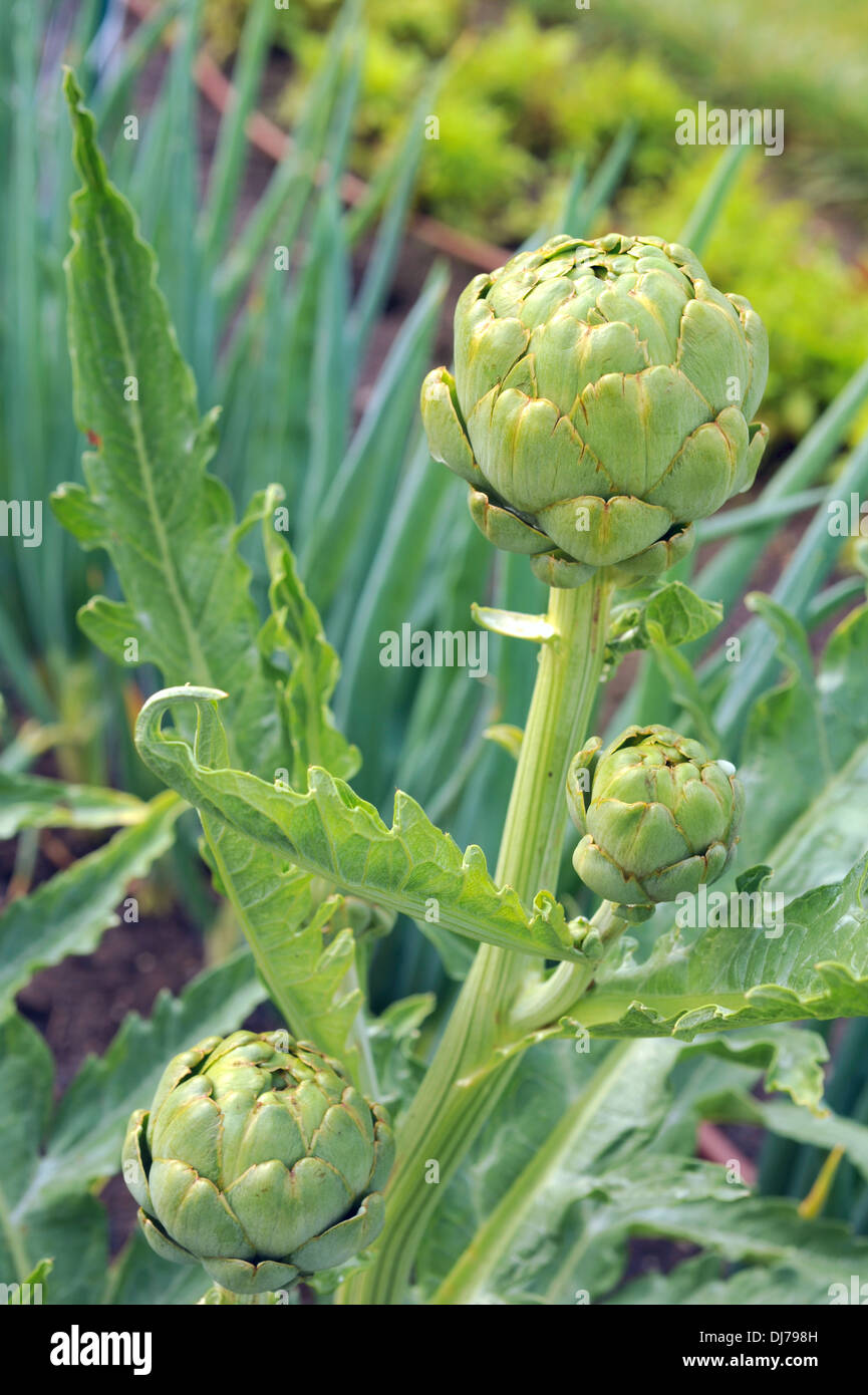 Artichoke hires stock photography and images Alamy