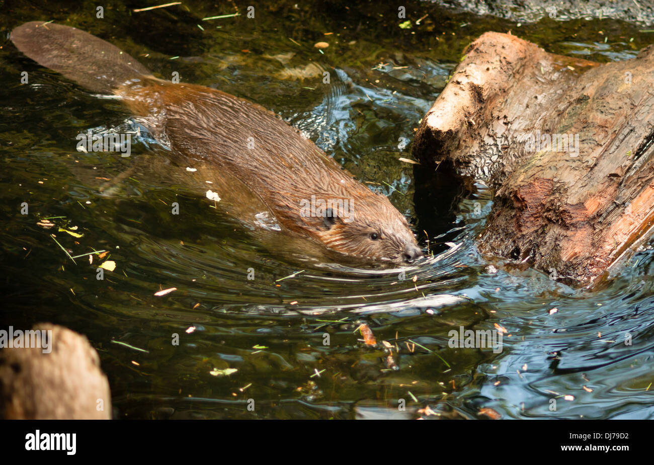 A Beaver swims around gathering wood for his lodge Stock Photo