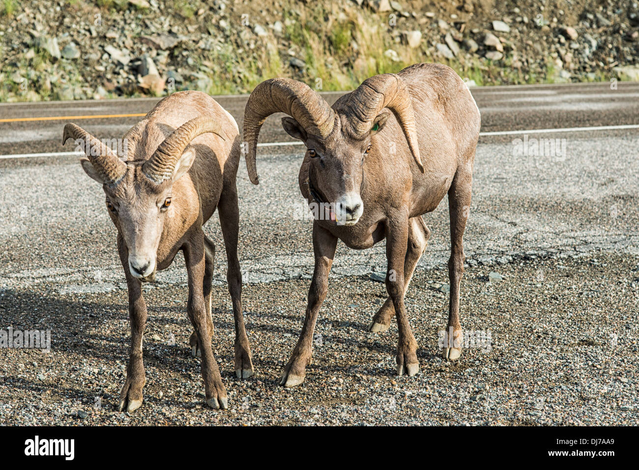 Bighorn Sheep near Yellowstone National Park visit roadsides to eat mineral laden gravel in summer Stock Photo