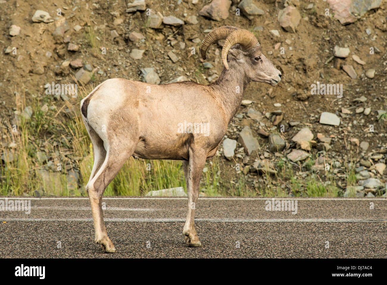 Bighorn Sheep near Yellowstone National Park visit roadsides to eat mineral laden gravel in summer Stock Photo