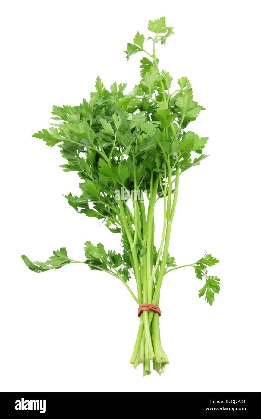 Bunch of Parsley Stock Photo Alamy