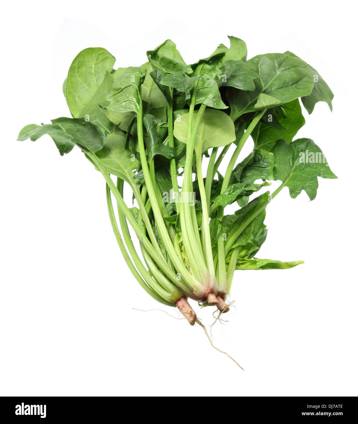 Bunches of Spinach Stock Photo