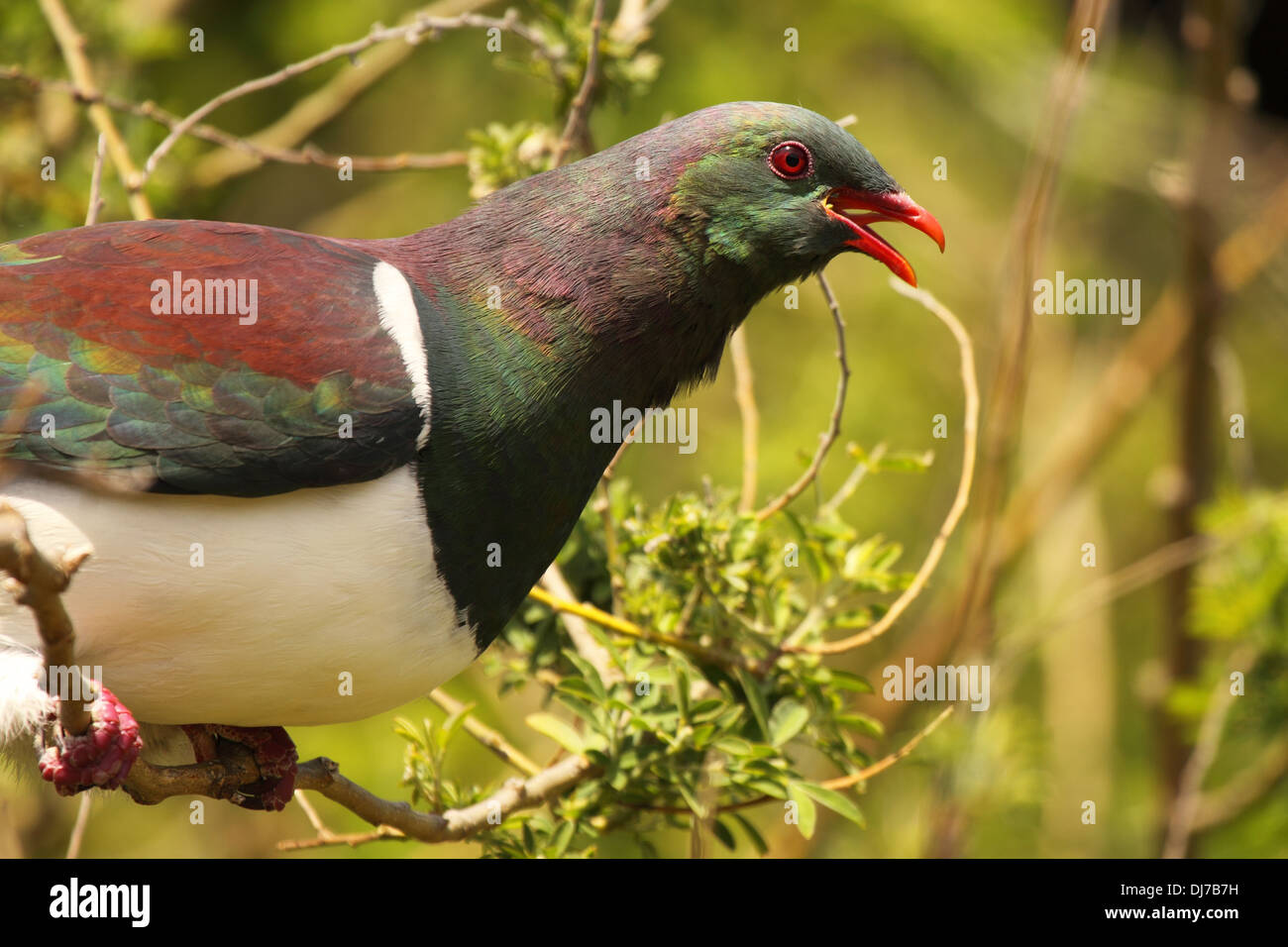 A New Zealand Pigeon calling from a forest perch. Stock Photo