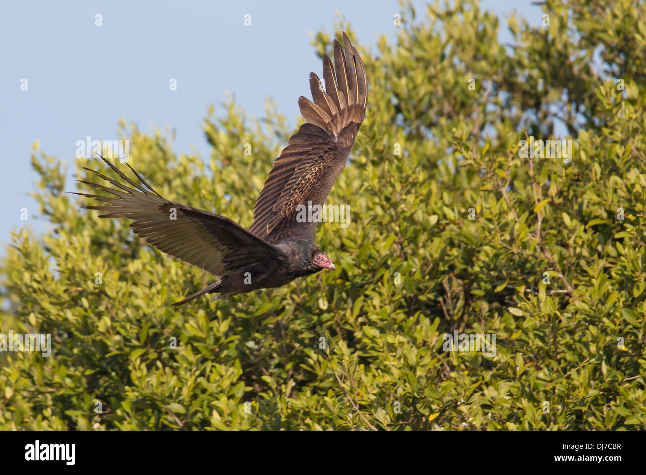 Turkey Vulture () in flight - Alafia Banks, Florida Stock Photo