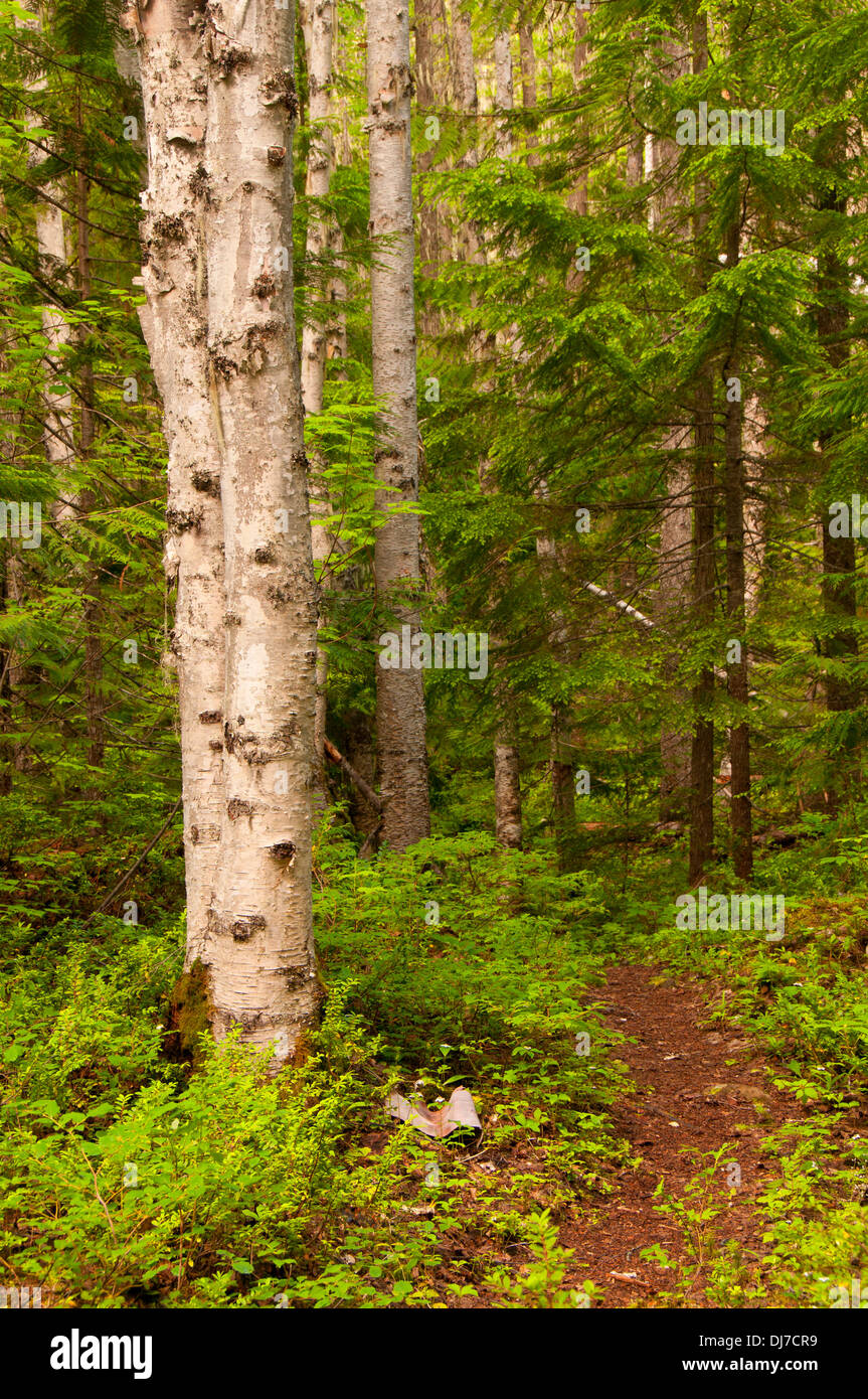 Birch on Sticta Falls Trail, Wells Gray Provincial Park, British Columbia, Canada Stock Photo