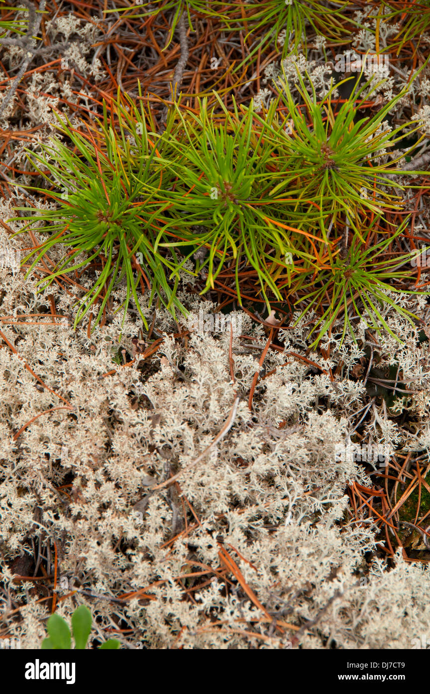 Lichen with lodgepole pine needles, Jackman Flats Provincial Park