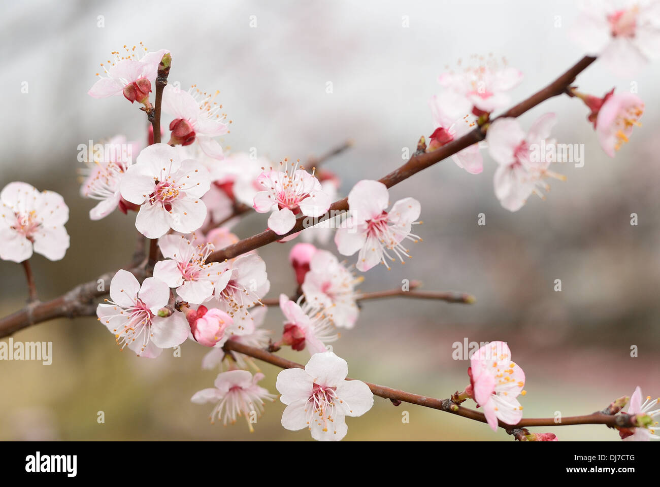 Cherry blossoms in full bloom Stock Photo Alamy