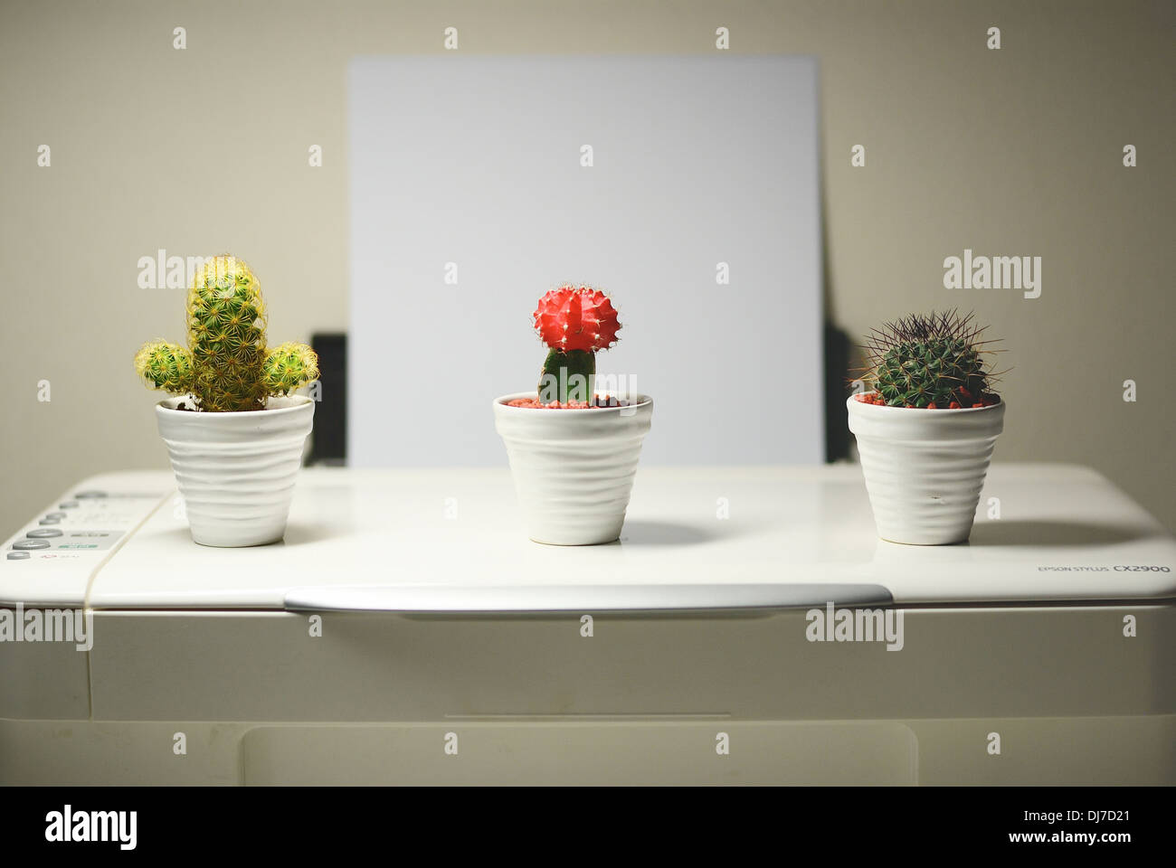 Mini Cactus Stock Photo 62858825 Alamy
