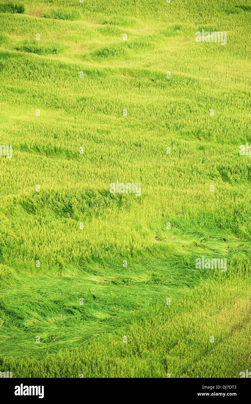 227 Mud Grass Texture Stock Photos, High-Res Pictures, and Images - Getty  Images