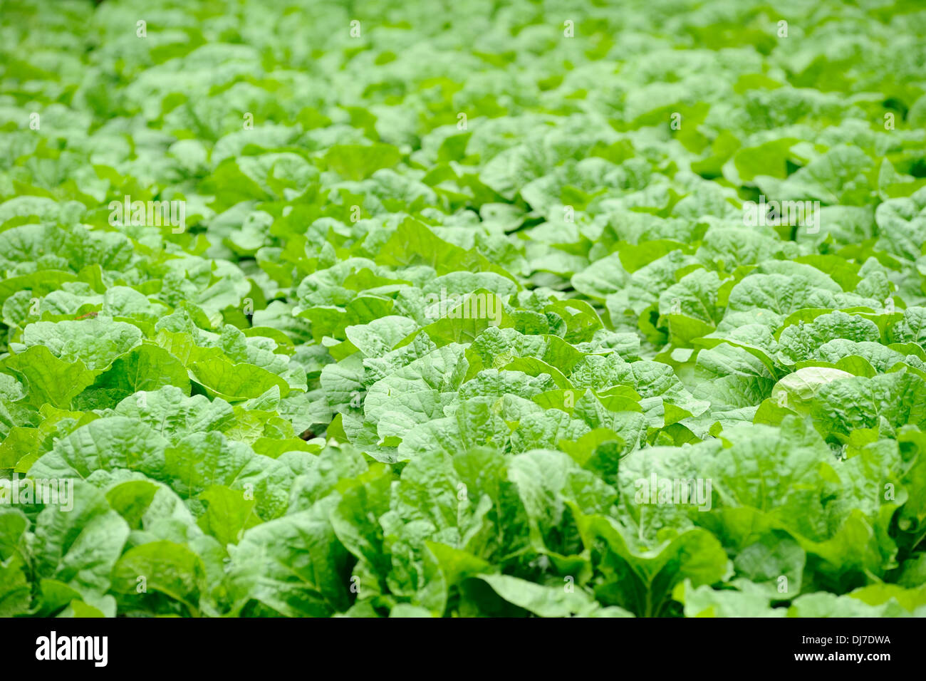 chinese cabbage field in the country side Stock Photo
