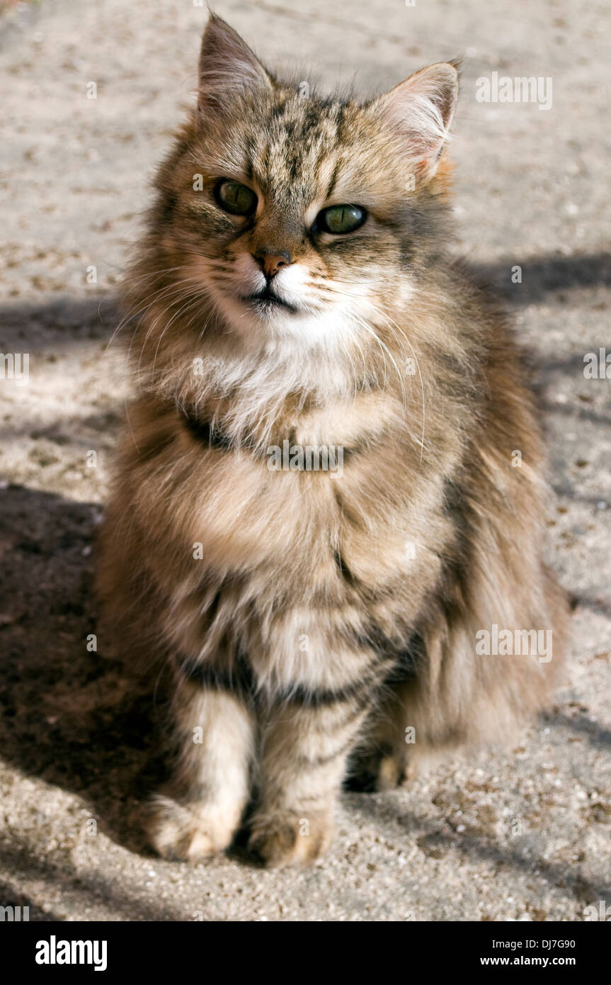 Stray cat, Corfu, Greece Stock Photo