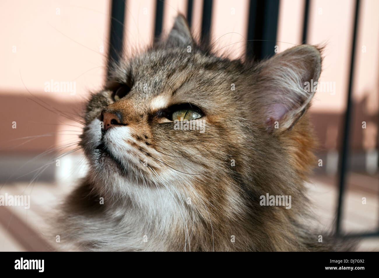 Stray cat, Corfu, Greece Stock Photo