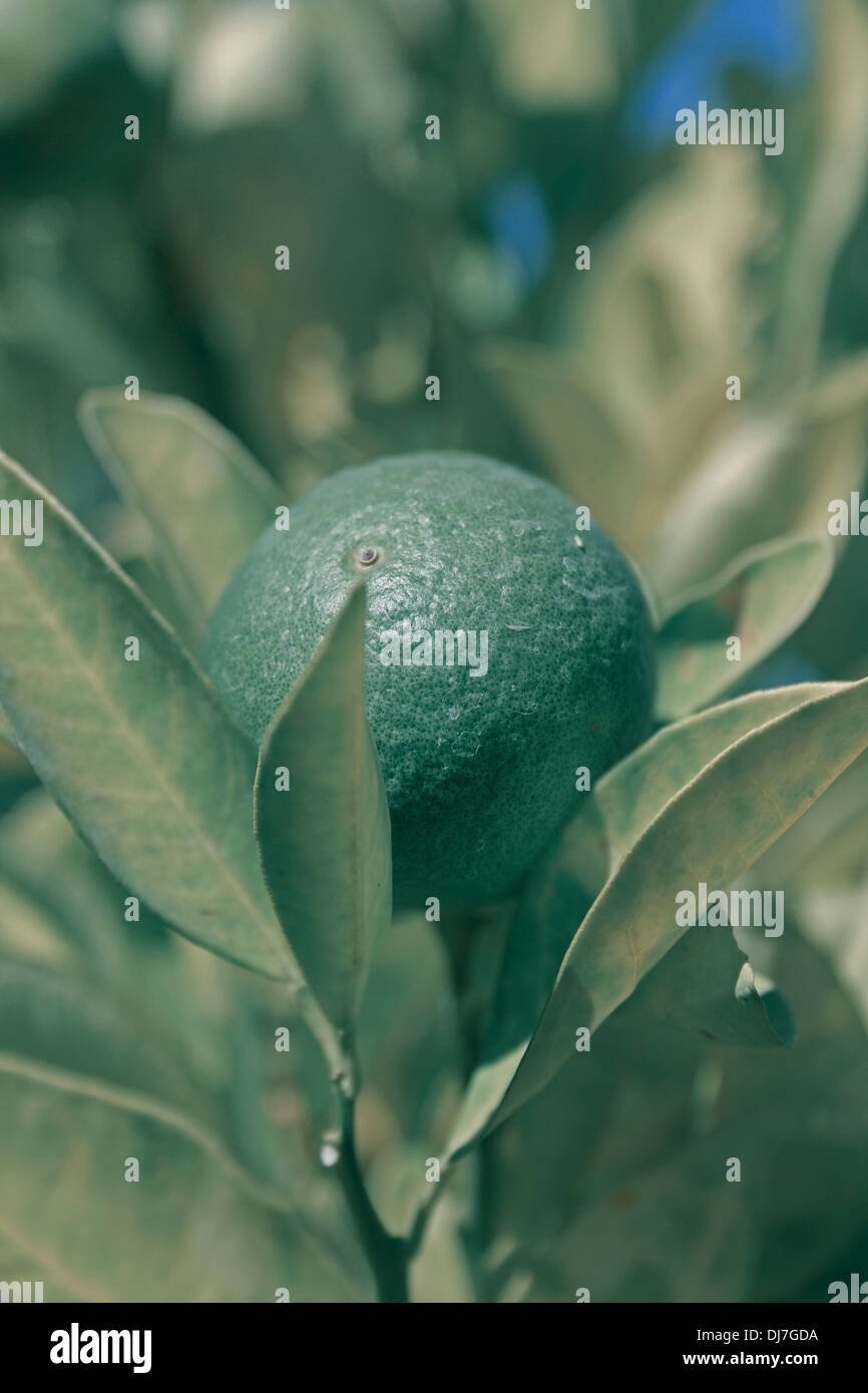 Lime fruit, Citrus aurantifolia Stock Photo Alamy