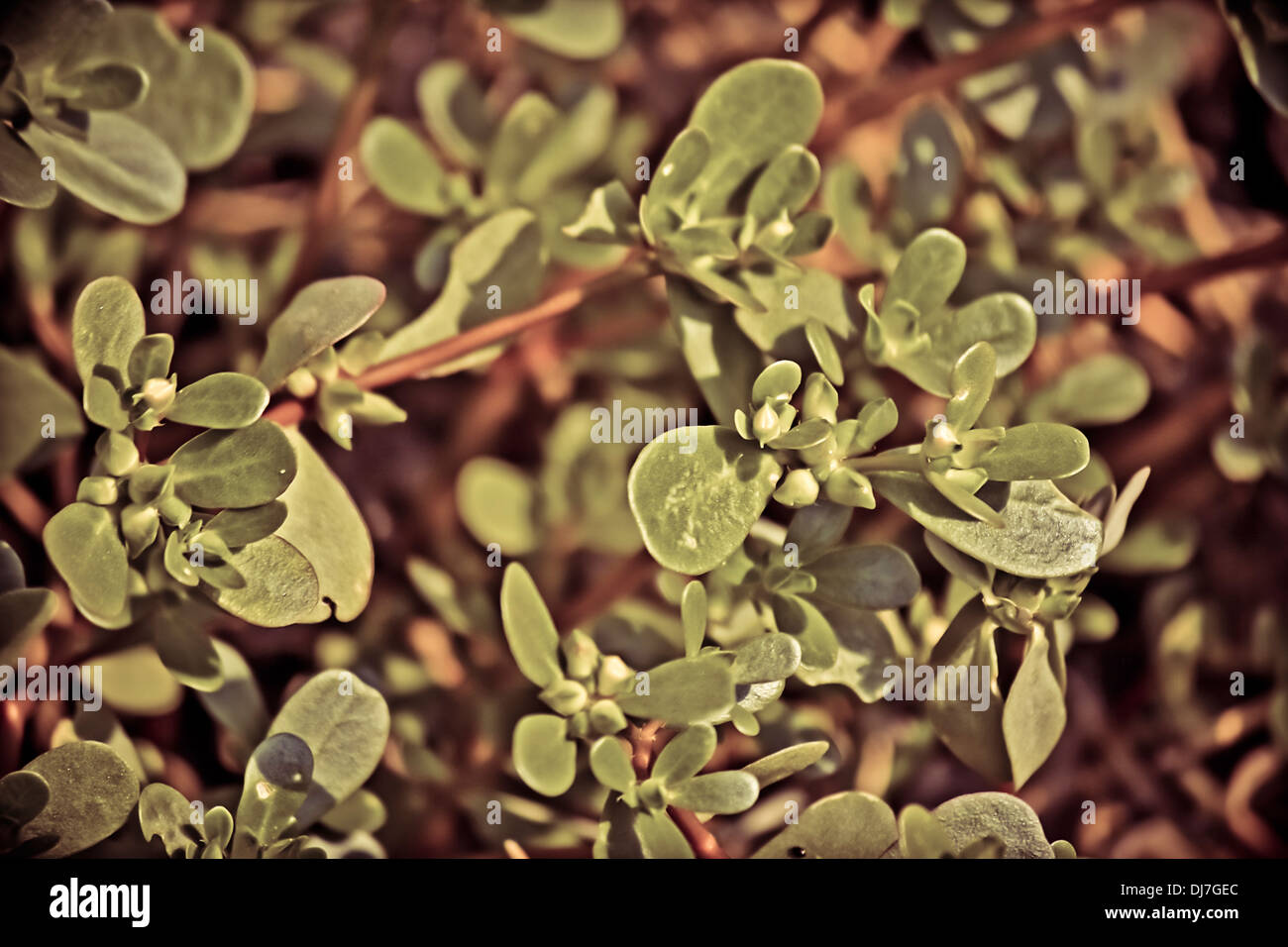 Common Purslane Portulaca oleracea Stock Photo