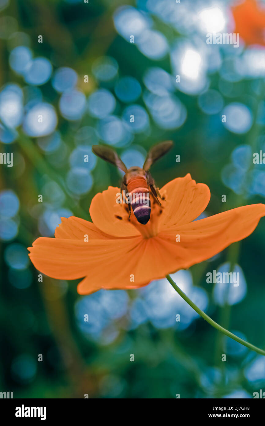 Honey bee gathering pollen from a cosmos flower Stock Photo - Alamy