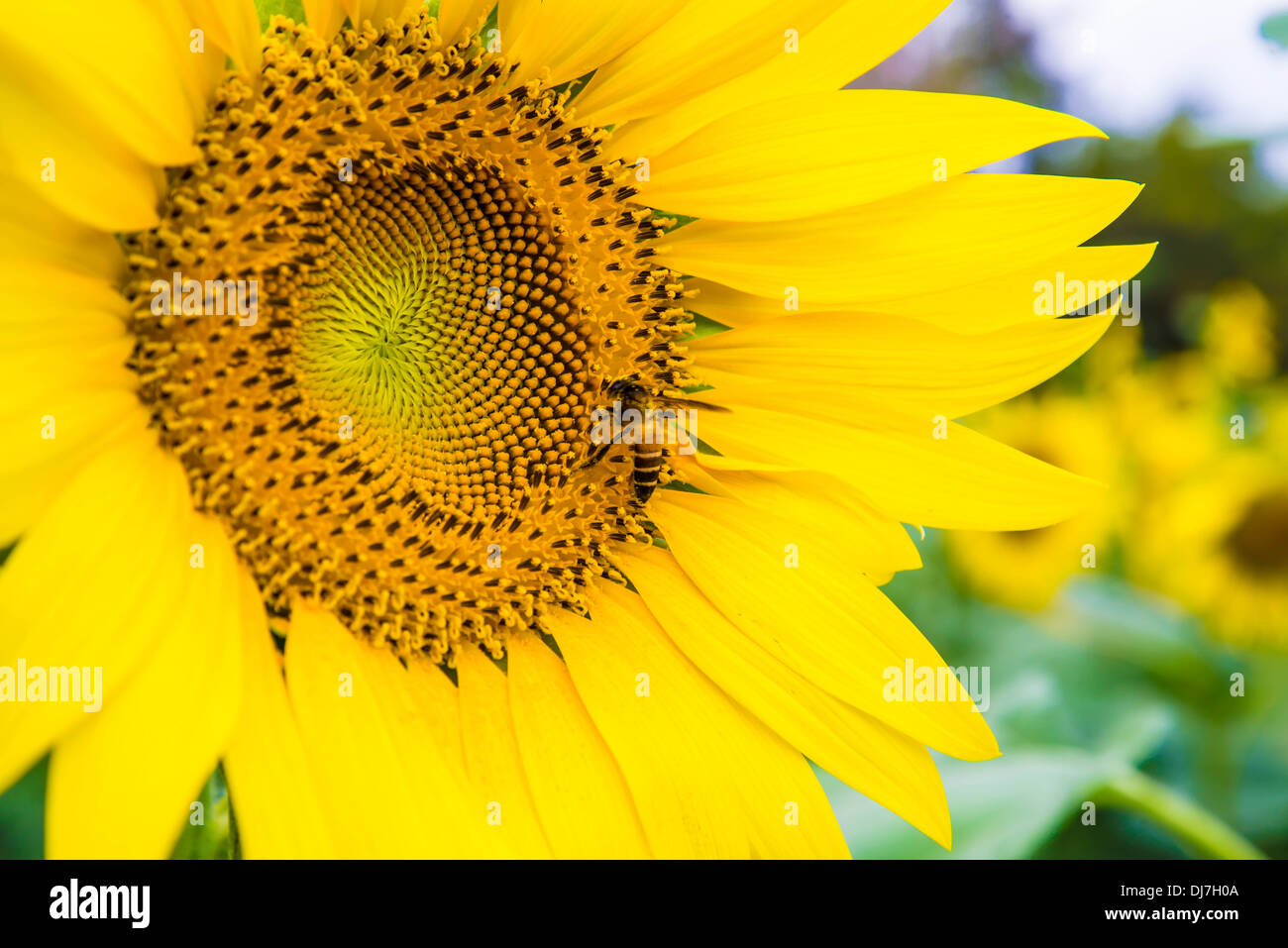 Sunflower and a bee on the sunflowers field Stock Photo