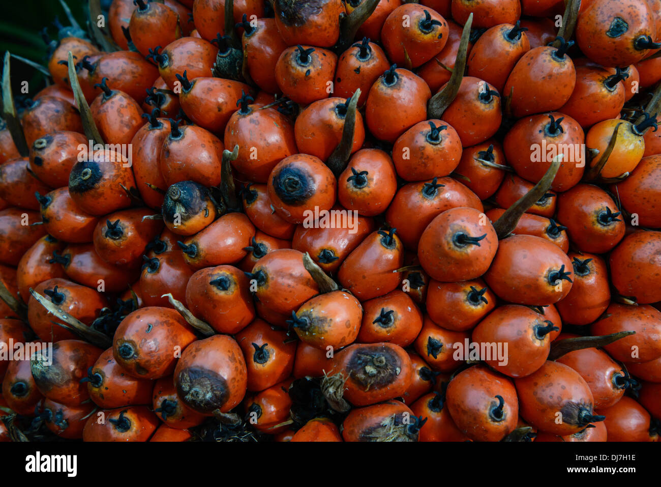 Ripe palm fruit ready to extract oil and other. Background. Stock Photo