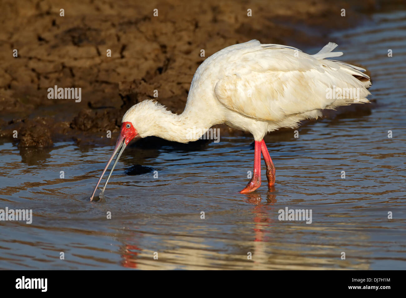 African spoonbill (Platalea alba) foraging in shallow water, South Africa Stock Photo