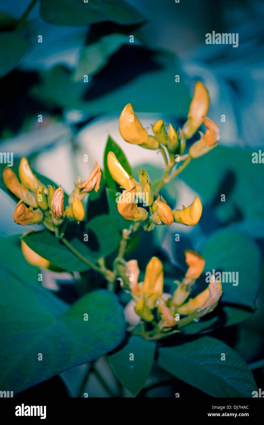 Flowers Of Red Gram, Pigeon Pea, Yellow Lentil, Pune, Maharashtra
