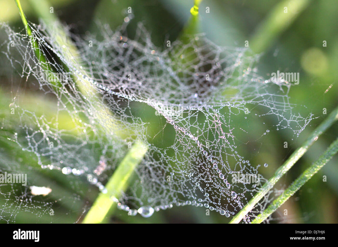 Drops of dew on  spider web in the grass Stock Photo