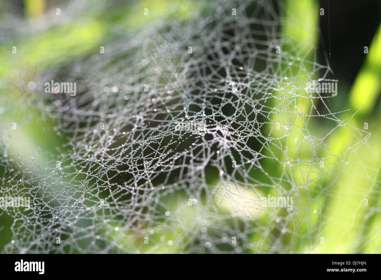 Drops rosyna wide web in the grass Stock Photo