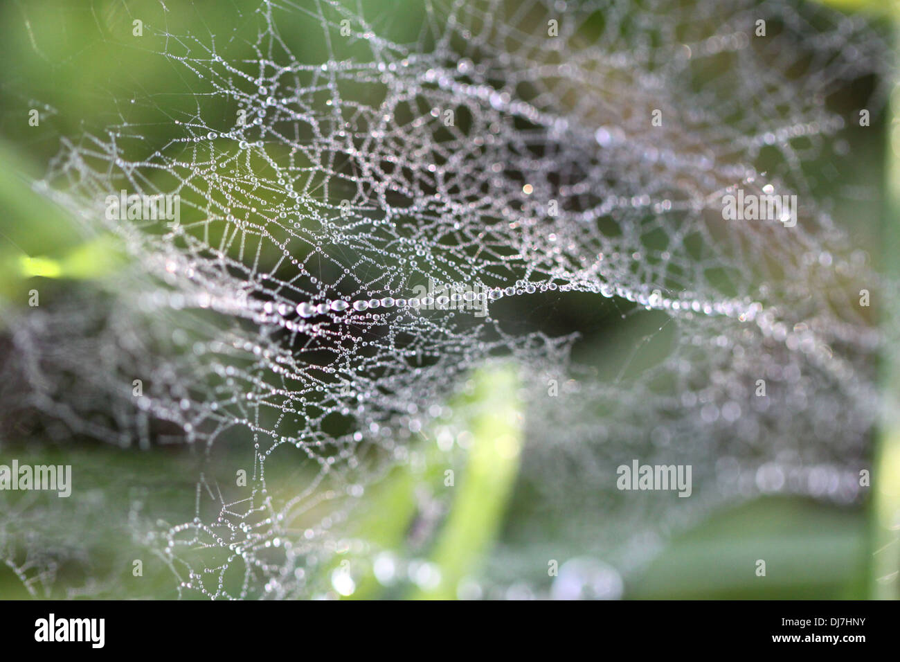 Drops of dew on  spider web in the grass Stock Photo