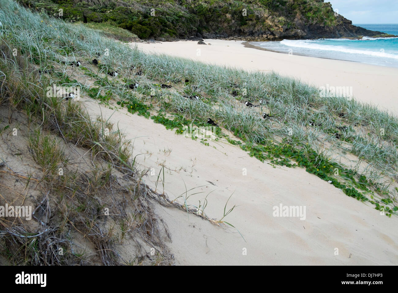 Sooty terns nesting on Blinky Beach, Lord Howe Island, Australia Stock